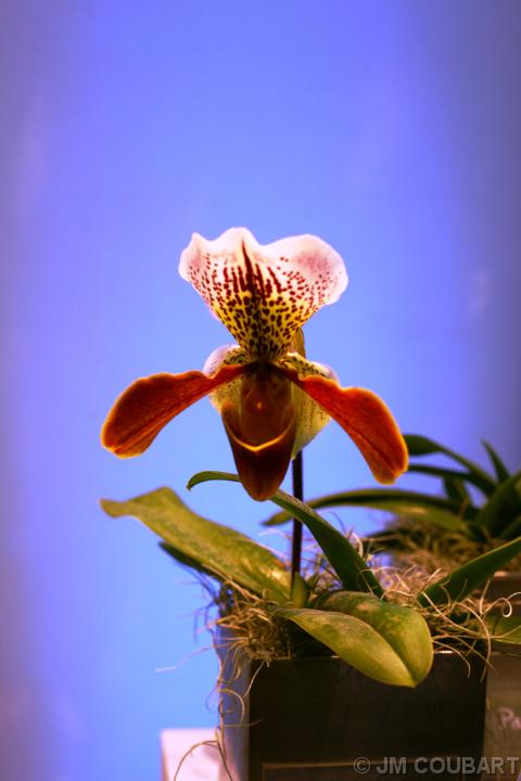 Diapositive suivante